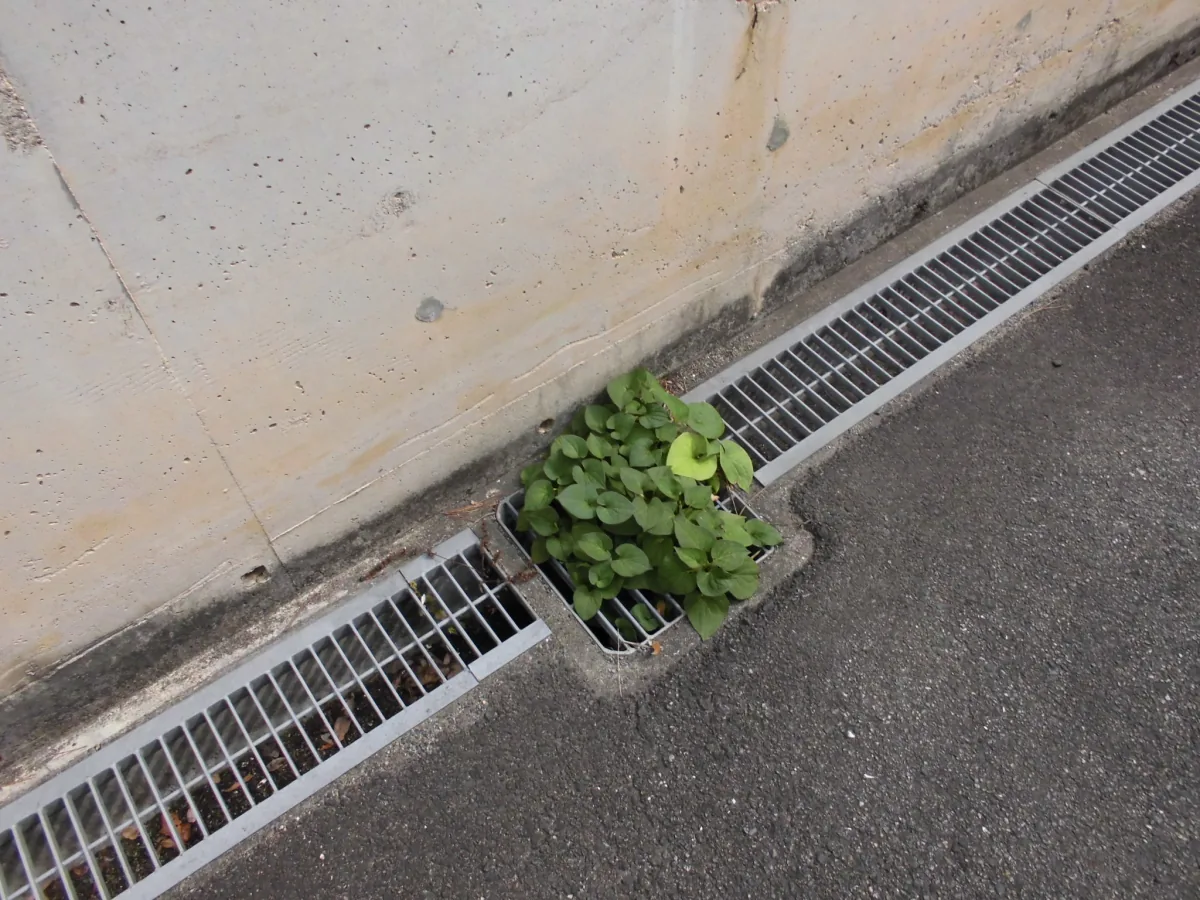植栽まわりの落ち葉・排水溝の清掃 作業前